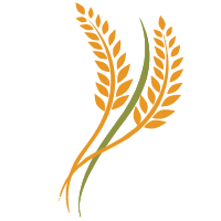 寒露风|寒露未至就有寒露风?小心,晚稻“杀手”!