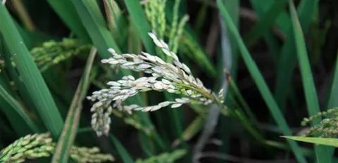 寒露风|寒露未至就有寒露风?小心,晚稻“杀手”!