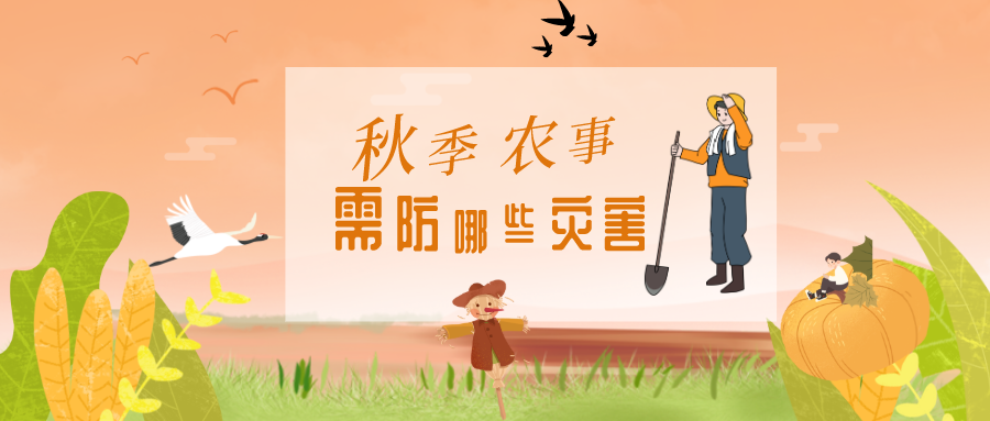 寒露风|寒露未至就有寒露风?小心,晚稻“杀手”!