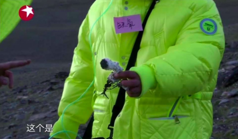 植物|《极限挑战》节目组致歉：没有实际发生采摘珍稀植物的行为