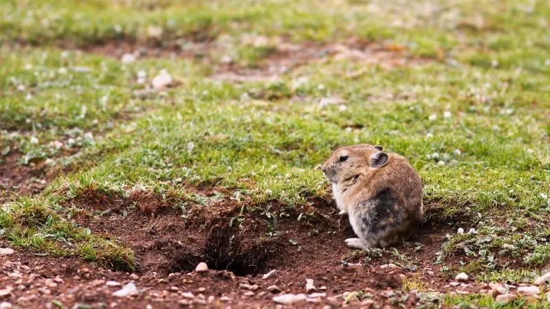 土拨鼠|你在某音听过500遍的土拨鼠叫,其实都是假的!