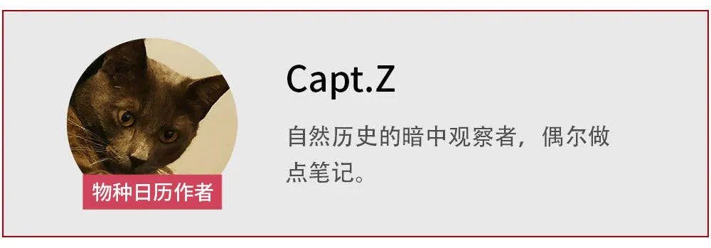 土拨鼠|你在某音听过500遍的土拨鼠叫,其实都是假的!