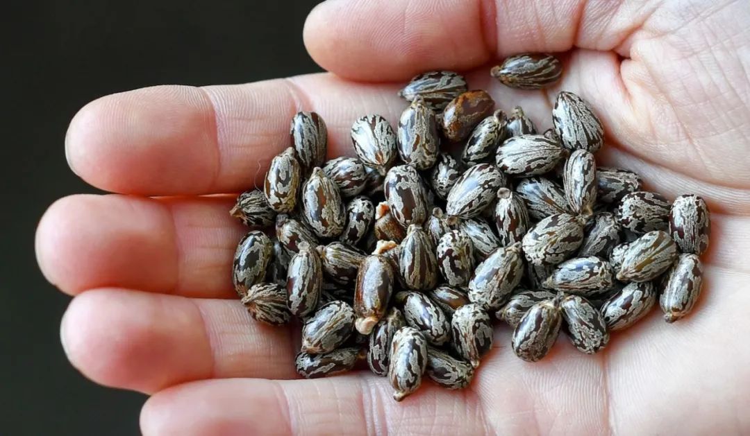 特朗普|给特朗普寄毒信的她，被抓时带着枪