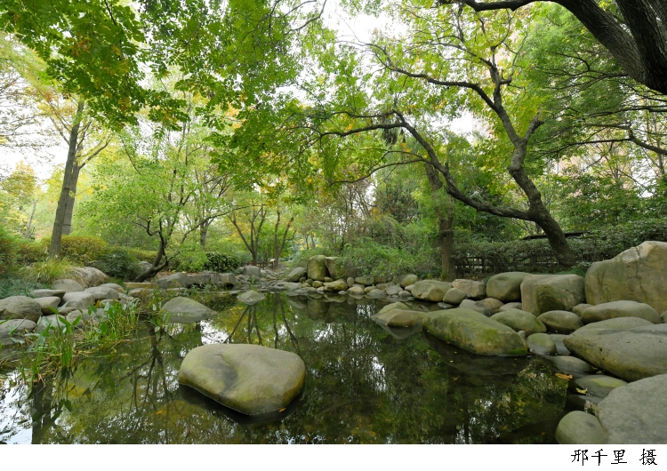|今日秋分|桂树婆娑影，天香满世间，在丰收的喜悦中汲取勇往直前的力量