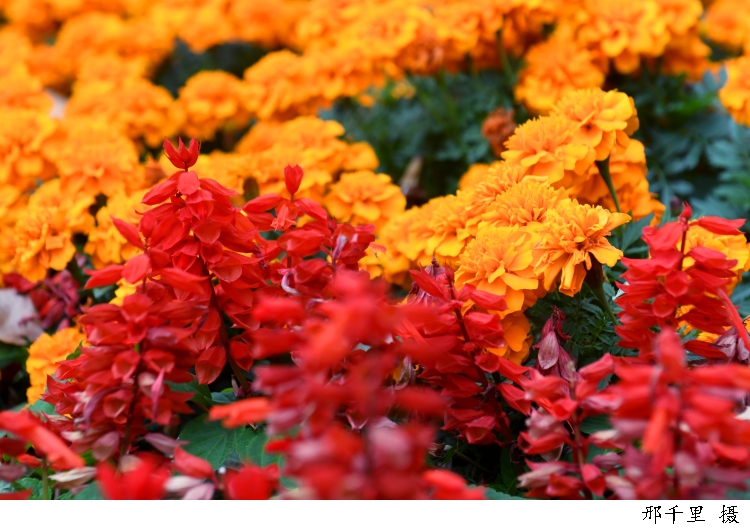 |今日秋分|桂树婆娑影，天香满世间，在丰收的喜悦中汲取勇往直前的力量