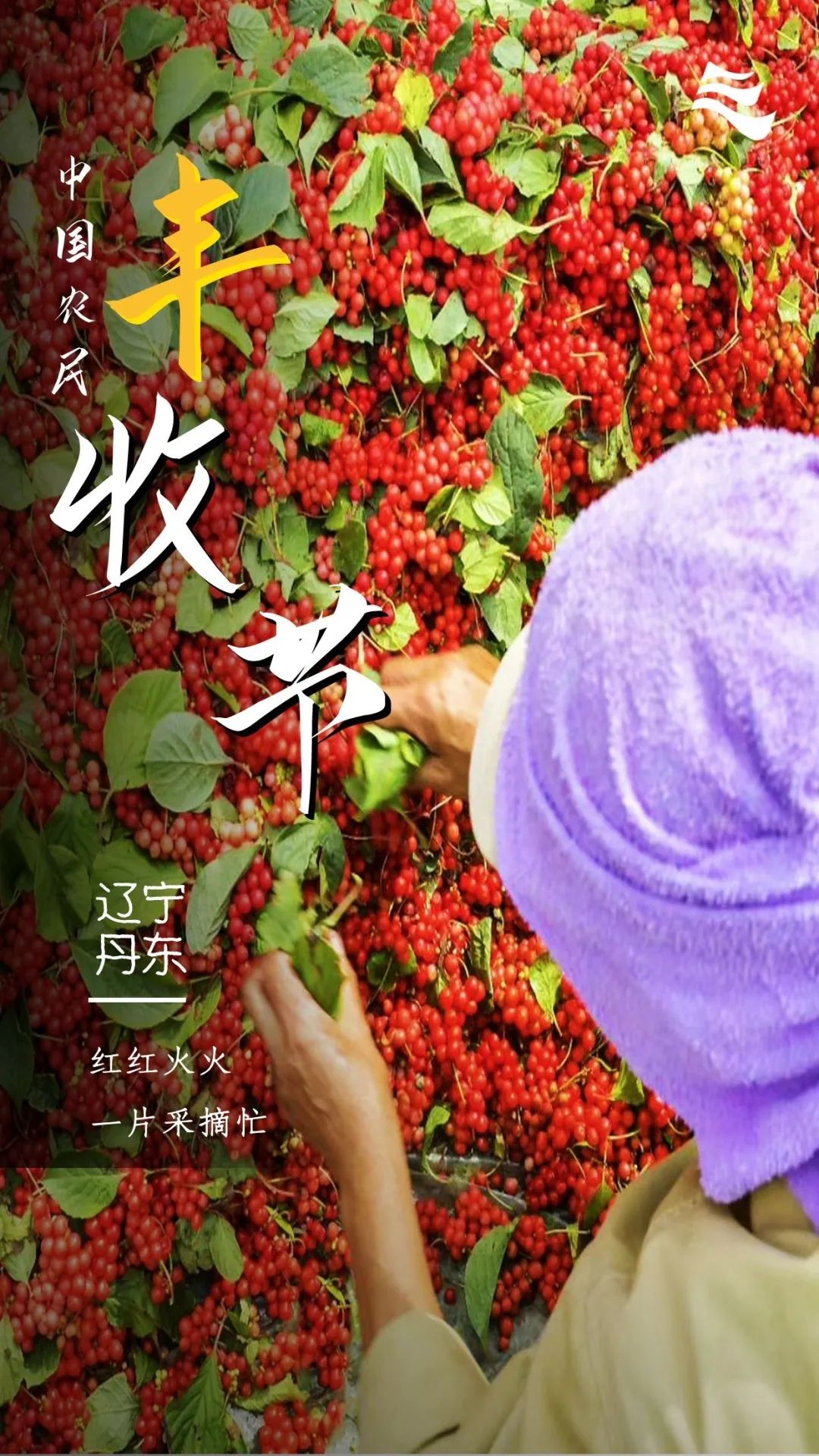 秋分|秋分 · 丰收节丨秋色为伴 收获正好