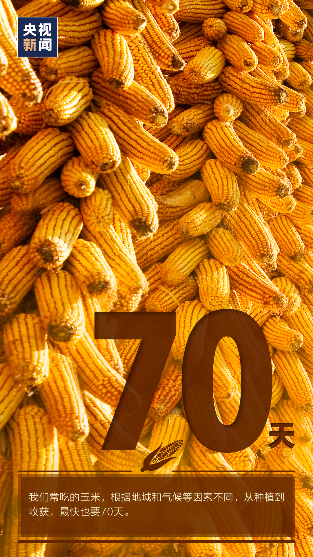 |特别不容易！丰收背后的艰辛，你可能从未了解