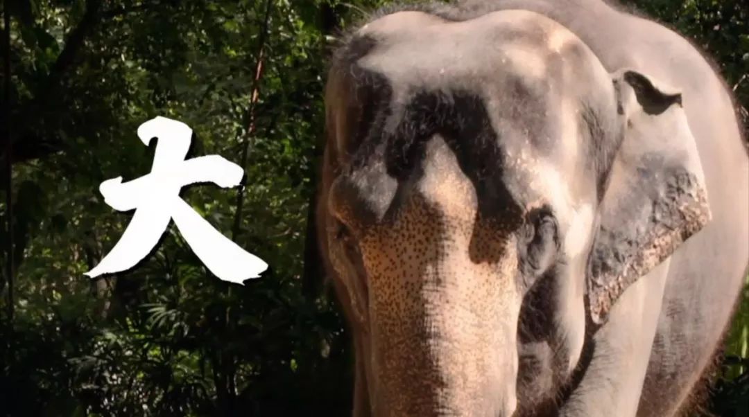 大象|您真的了解大象吗？它们“一指神功”的“超能力”反正我是慕了