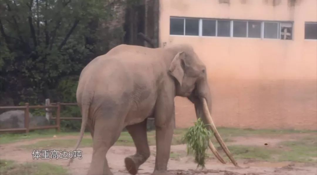 大象|您真的了解大象吗？它们“一指神功”的“超能力”反正我是慕了