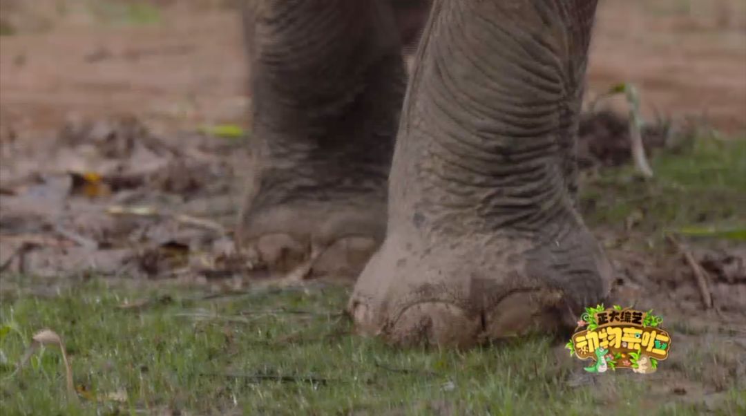 大象|您真的了解大象吗？它们“一指神功”的“超能力”反正我是慕了