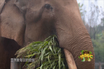 大象|您真的了解大象吗？它们“一指神功”的“超能力”反正我是慕了