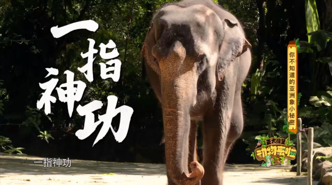 大象|您真的了解大象吗？它们“一指神功”的“超能力”反正我是慕了