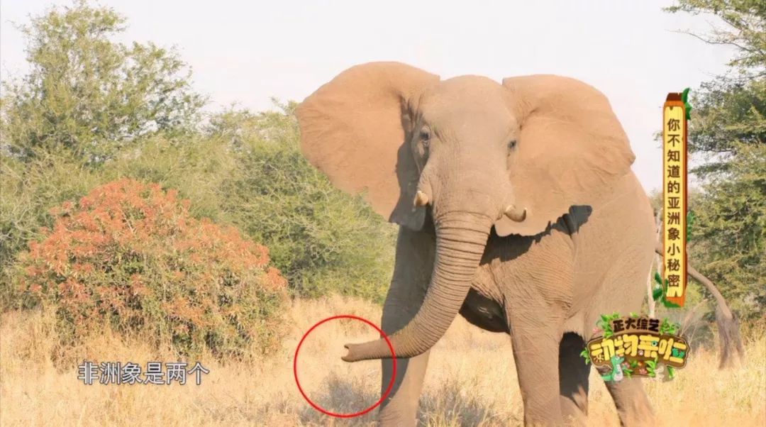 大象|您真的了解大象吗？它们“一指神功”的“超能力”反正我是慕了