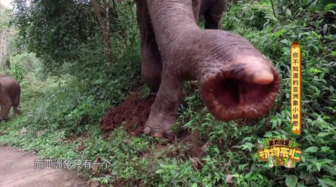大象|您真的了解大象吗？它们“一指神功”的“超能力”反正我是慕了