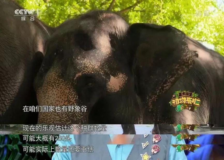 大象|您真的了解大象吗？它们“一指神功”的“超能力”反正我是慕了