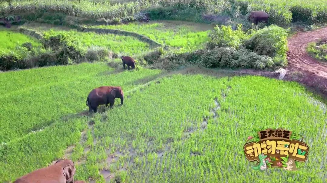 大象|您真的了解大象吗？它们“一指神功”的“超能力”反正我是慕了