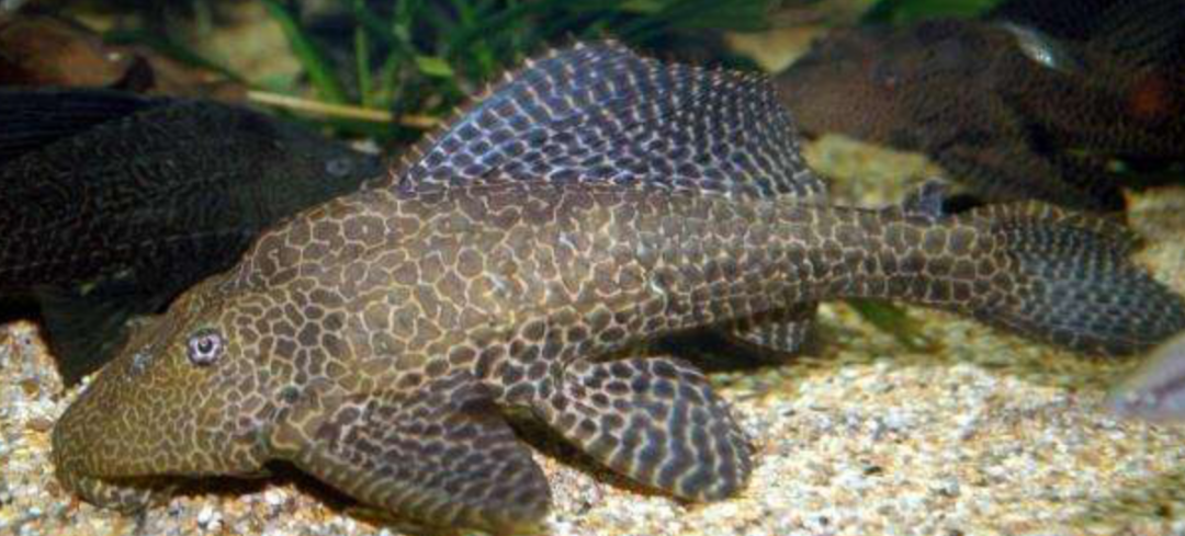 外来物种|玩具内藏4000只虫卵,外来物种正在你身边悄悄繁衍。