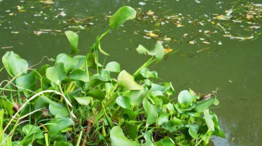 外来物种|玩具内藏4000只虫卵,外来物种正在你身边悄悄繁衍。