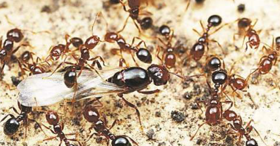 外来物种|玩具内藏4000只虫卵,外来物种正在你身边悄悄繁衍。