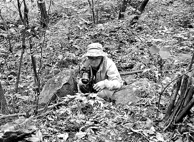 植物|极危植物“北京无喙兰”首次现身密云