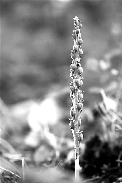 植物|极危植物“北京无喙兰”首次现身密云