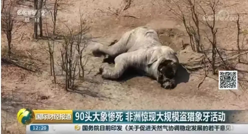 杨凤兰|身背400多条命，却被判15年，这个中国女人成世界公敌