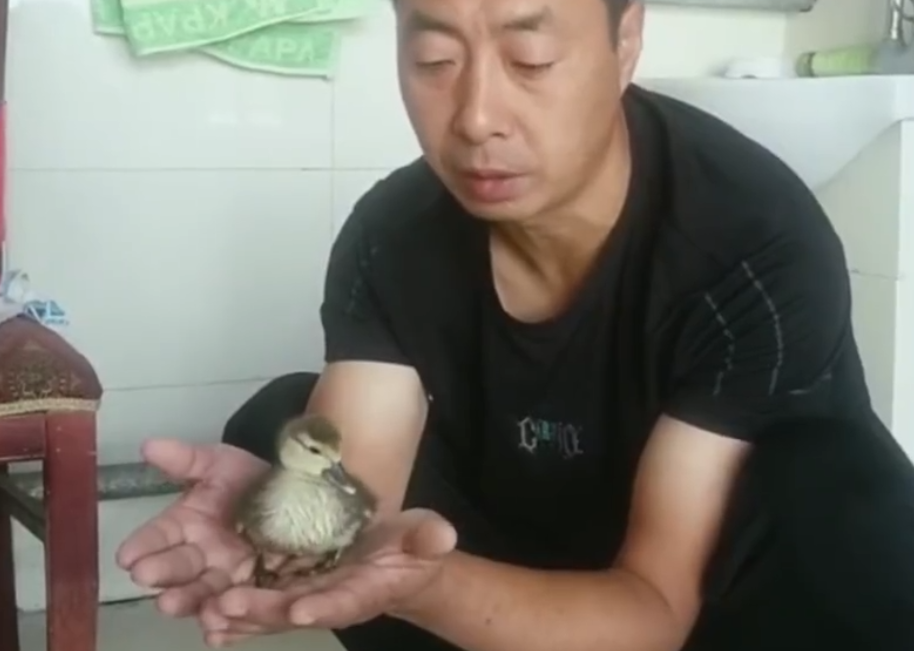 社会|男子网购孔雀蛋，结果孵出……给我整笑了