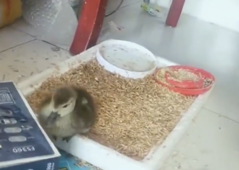 社会|男子网购孔雀蛋，结果孵出……给我整笑了