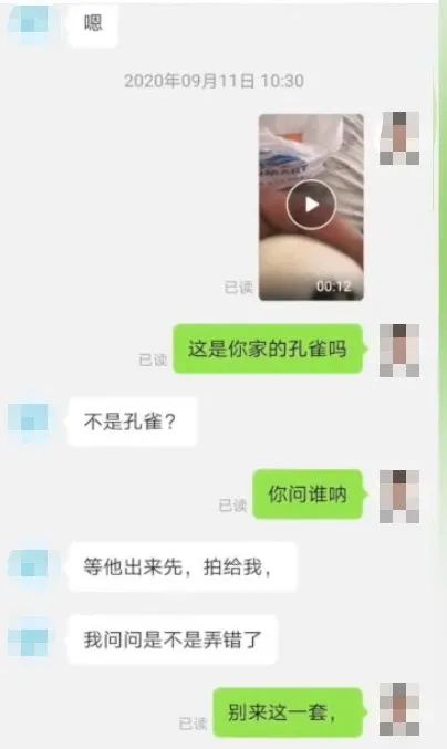 社会|男子网购孔雀蛋，结果孵出……给我整笑了