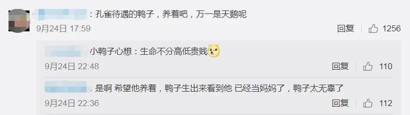 社会|男子网购孔雀蛋，结果孵出……给我整笑了