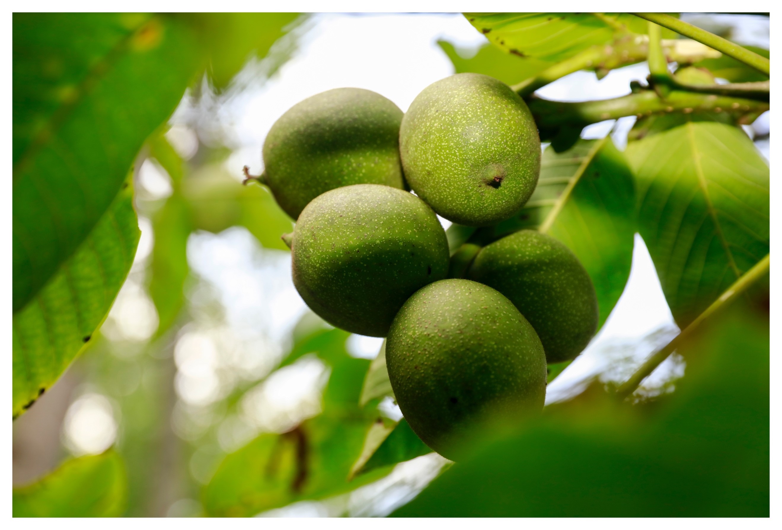 中国企业扶贫故事趣头条趣种树打着游戏就卖出万斤助农核桃