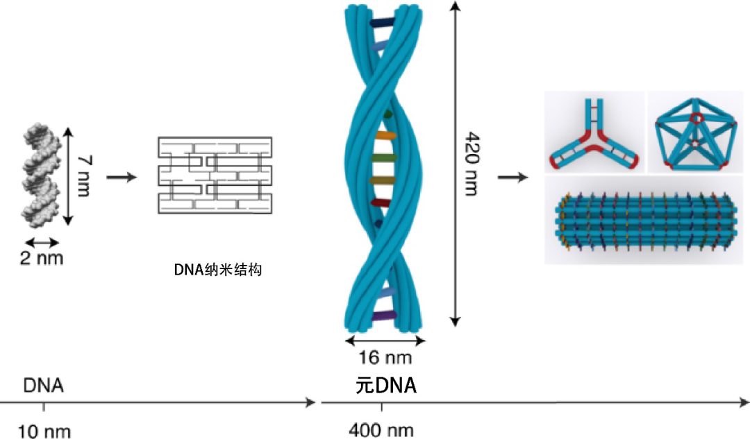 折纸|今天,给大家表演用DNA“折”一个小猫咪