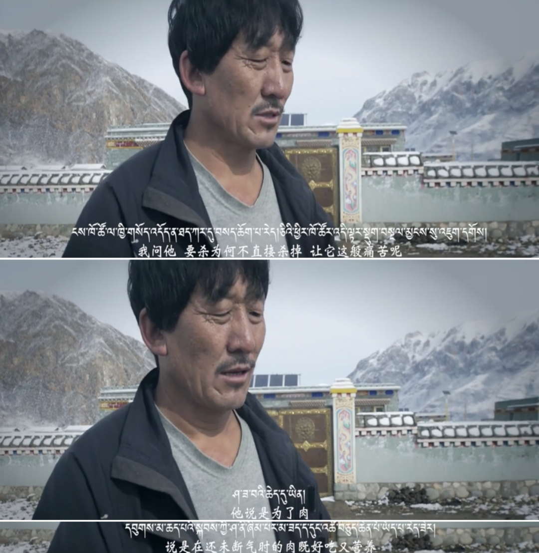 藏獒|那个身价千万的网红，终于被你们毁了