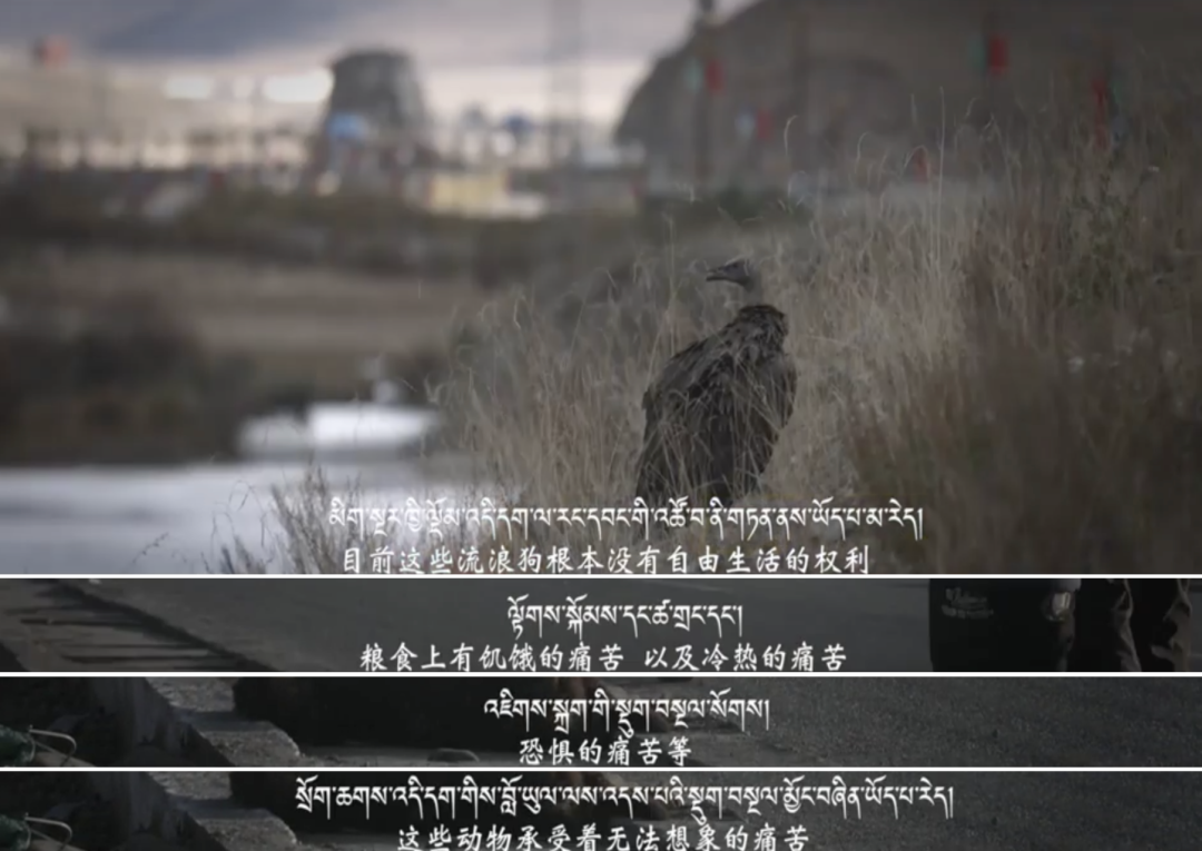 藏獒|那个身价千万的网红，终于被你们毁了