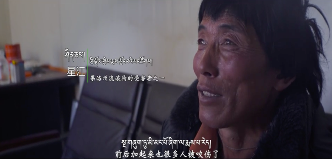藏獒|那个身价千万的网红，终于被你们毁了