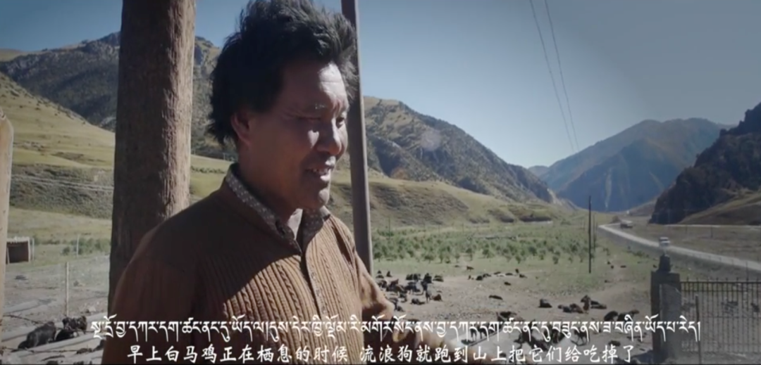 藏獒|那个身价千万的网红，终于被你们毁了