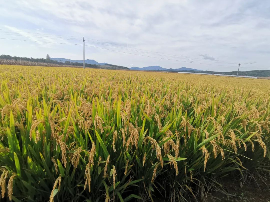 冷空气|又一轮冷空气来了!一路南下多地将有明显降温