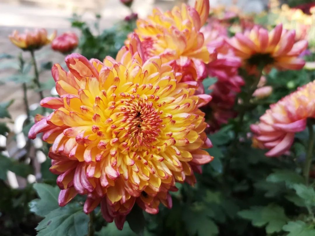 冷空气|又一轮冷空气来了!一路南下多地将有明显降温