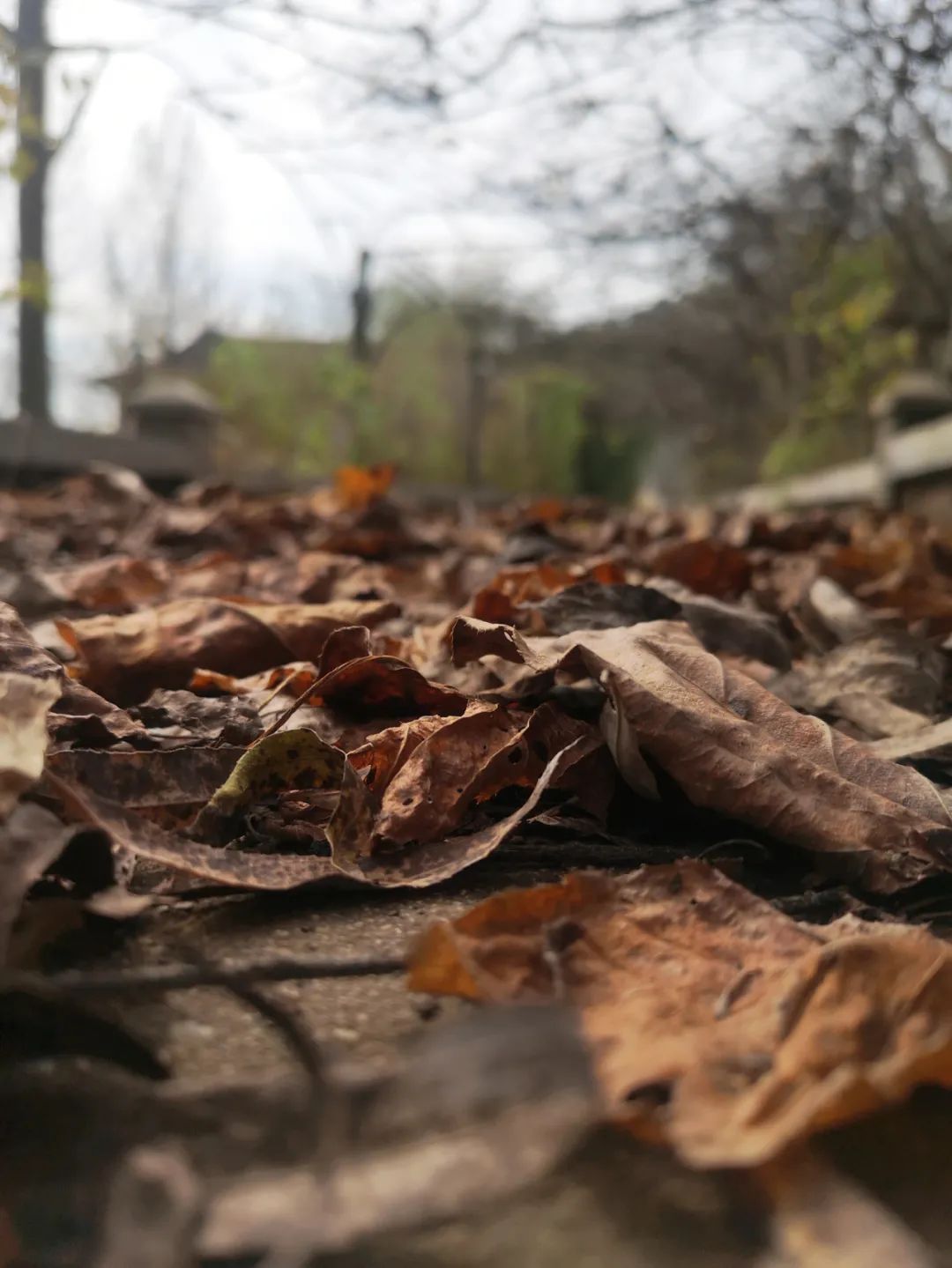 冷空气|又一轮冷空气来了!一路南下多地将有明显降温