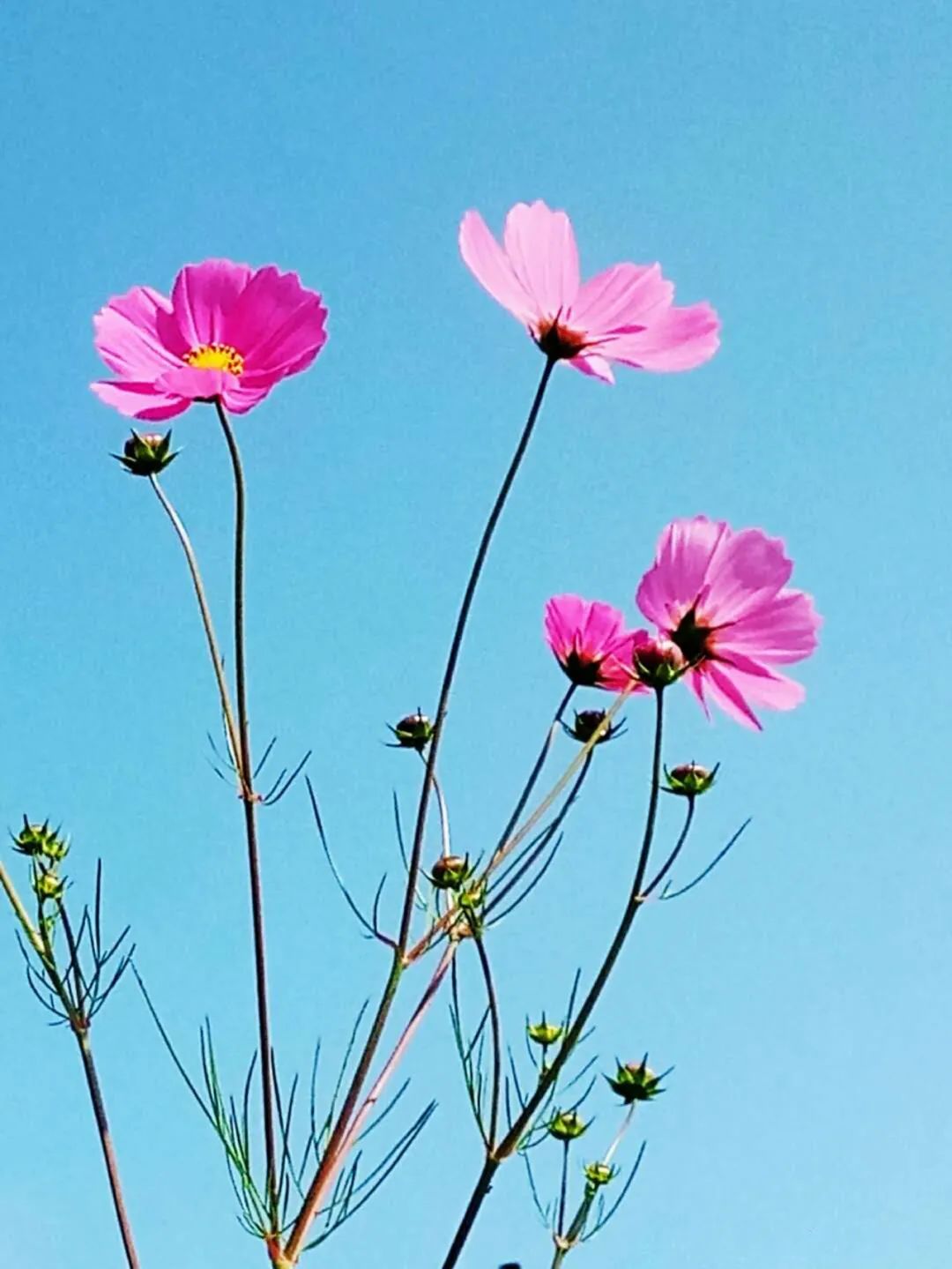 冷空气|又一轮冷空气来了!一路南下多地将有明显降温