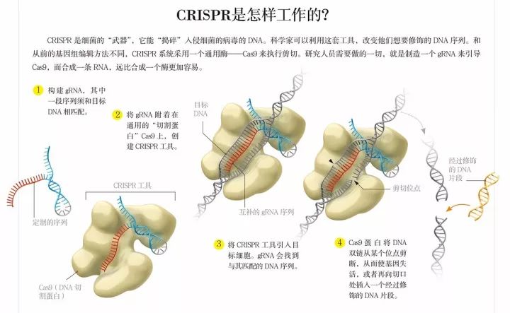 crispr|诺贝尔化学奖授予CRISPR研究！两位女性科学家获奖