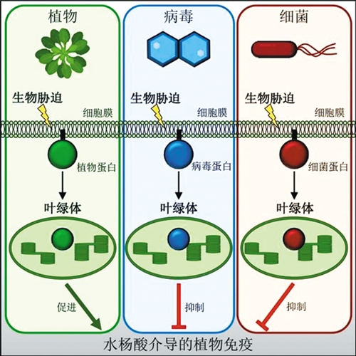 植物|探寻植物抗病之路： 我国细胞膜信息传递研究获重大发现