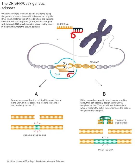 科学|新闻背后｜基因魔剪：基础科学的革命力量
