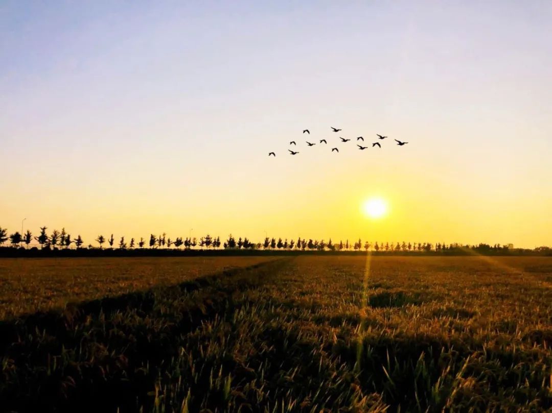 寒露|今日寒露丨秋深露重请添衣