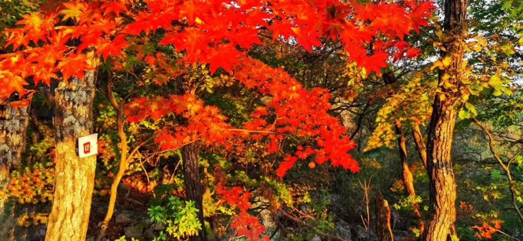 寒露|今日寒露丨秋深露重请添衣