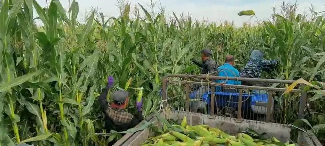 寒露|今日寒露丨秋深露重请添衣