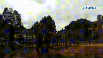 大象|太过分！动物园大象吞下了塑料袋！是游客故意投喂