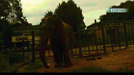 大象|太过分！动物园大象吞下了塑料袋！是游客故意投喂