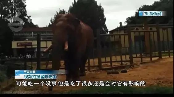 大象|太过分！动物园大象吞下了塑料袋！是游客故意投喂