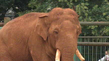 大象|太过分！动物园大象吞下了塑料袋！是游客故意投喂